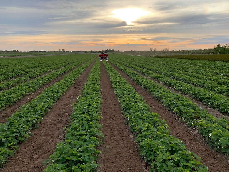 Minos Agri Reihenfräse 5-reihig T-SCM-5-A