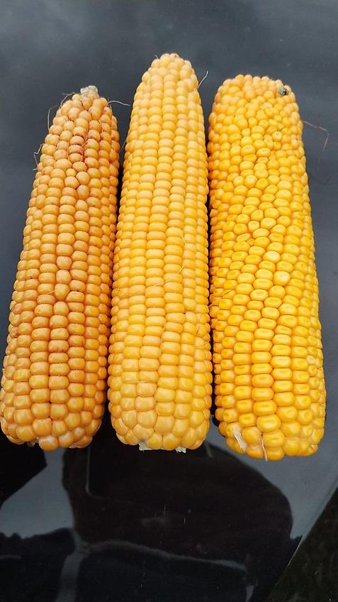 Lemken Lemken 300cm Kurzgrubber System Rabe mit Nonstopsteinsicherung Zapfwellendurchtieb Mechanische Hitch&Stützrädern